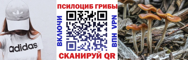 купить наркотик  Звенигово  Галлюциногенные грибы Magic Shrooms 
